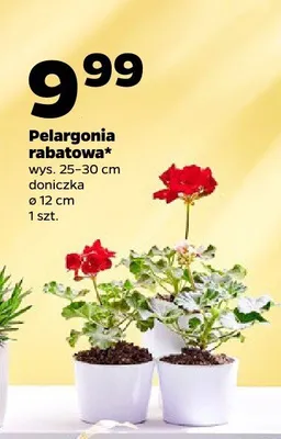 Pelargonia rabatowa promocja w Netto