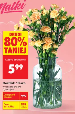 Goździk wysokość 50cm promocja w Biedronka