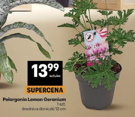 Pelargonia Lemon Geranium średnica doniczki 12cm promocja w Delikatesy Centrum
