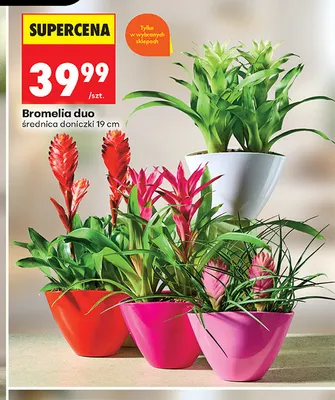 Bromelia duo promocja w Biedronka
