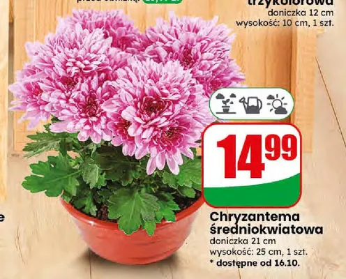 Chryzantema średniokwiatowa promocja w Dino