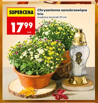 Chryzantema samokrzewiąca trio promocja w Biedronka