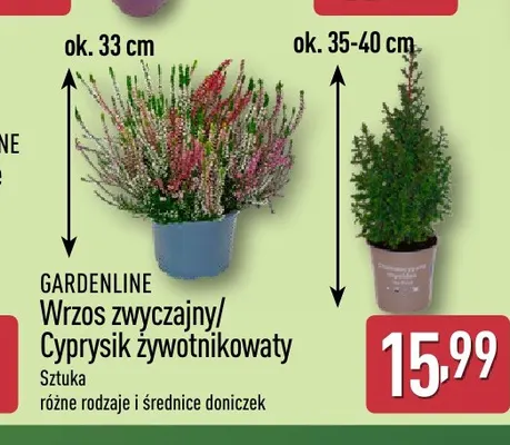 Cyprysik żywotnikowaty Gardenline promocja w Aldi