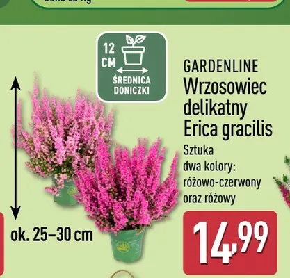 Wrzosowiec delikatny Erica gracilis Gardenline promocja w Aldi