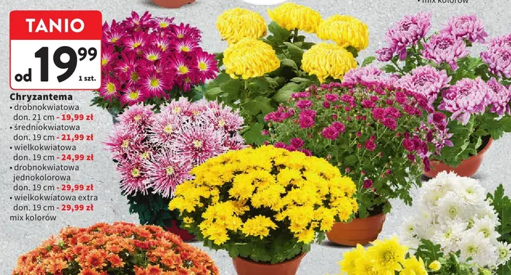 Chryzantema wielkokwiatowa don. 19 cm promocja w Intermarche