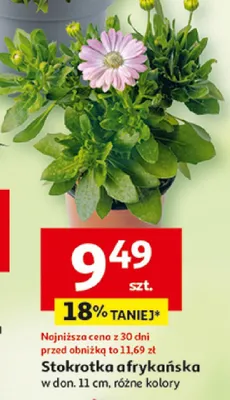 Stokrotka afrykańska w donicy promocja w Auchan
