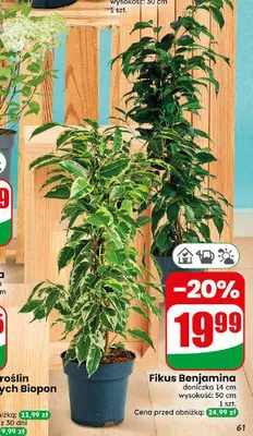 Fikus Benjamina promocja w Dino