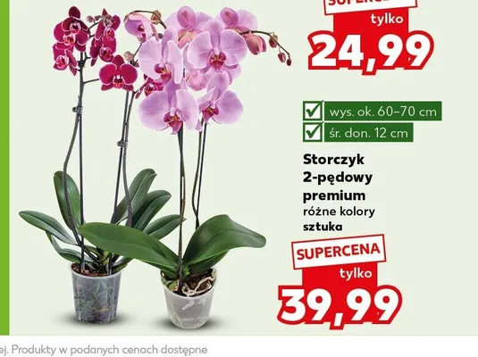 Storczyk 2-pędowy premium promocja w Kaufland