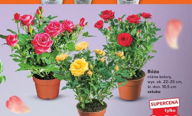 Róża promocja w Kaufland