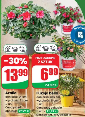 Fuksja bella doniczka 10,5 cm wysokość: 5 cm promocja w Dino