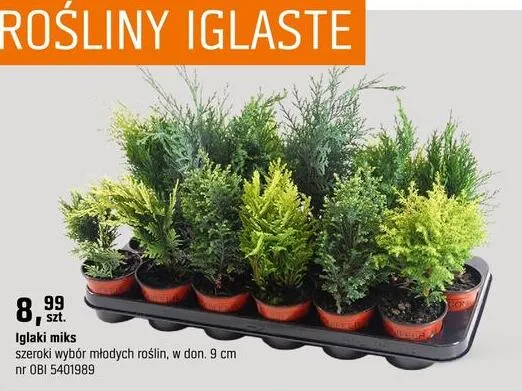 Iglaki miks szeroki wybór młodych roślin promocja w OBI