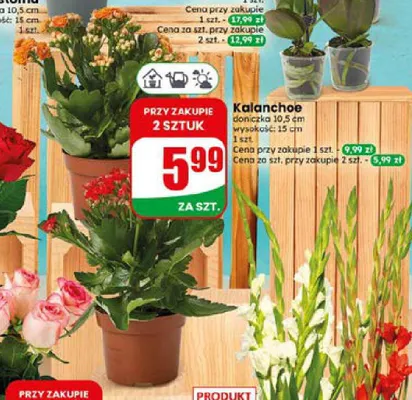 Kalanchoe doniczkowe promocja w Dino