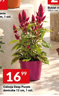 Celozja Deep Purple doniczka 12 cm promocja w Twój Market