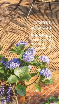 Hortensja ogrodowa promocja w Castorama