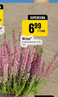 Wrzos promocja w POLOmarket