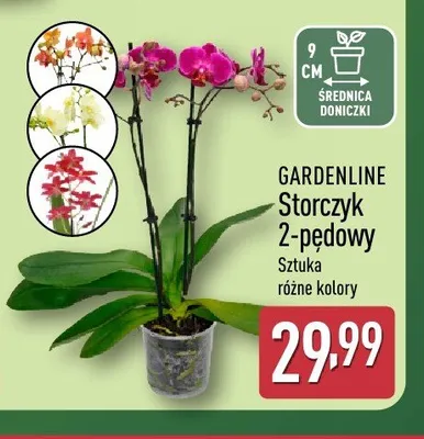 Storczyk 2-pędowy GARDENLINE promocja w Aldi
