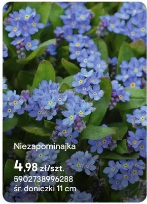 Niezapominajka promocja w Castorama