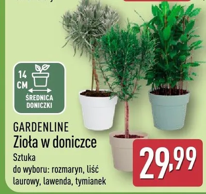 Zioła w doniczce do wyboru: rozmaryn, liść laurowy, lawenda, tymianek promocja w Aldi