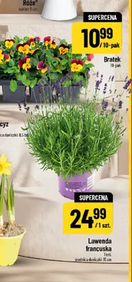 Lawenda francuska promocja w POLOmarket