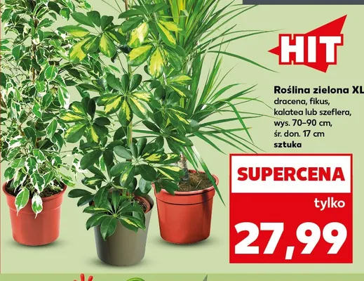 Roślina zielona Xl szeflera promocja w Kaufland