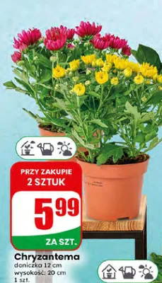 Chryzantema doniczka 12 cm promocja w Dino