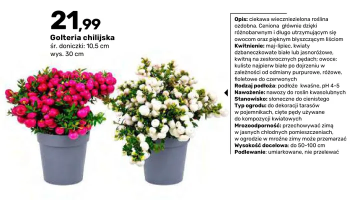 Golteria chilijska promocja w Bricomarche