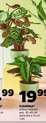 Calathea promocja w Netto