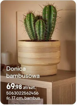 Doniczka bambusowa bambus promocja w Castorama