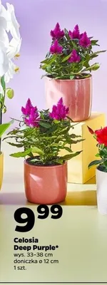 Celosia Deep Purple promocja w Netto