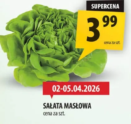 Sałata masłowa promocja w Arhelan
