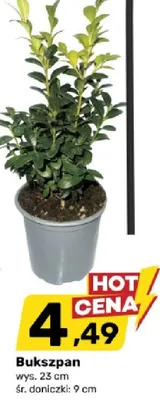 Bukszpan promocja w Bricomarche