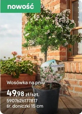 Wosówka na pniu promocja w Castorama