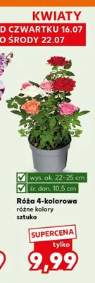 Róża 4-kolorowa promocja w Kaufland