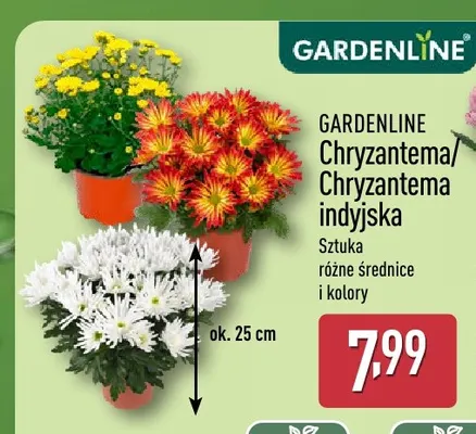 Chryzantema indyjska Gardenline promocja w Aldi