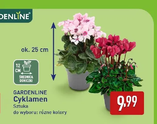 Cyklamen Gardenline promocja w Aldi
