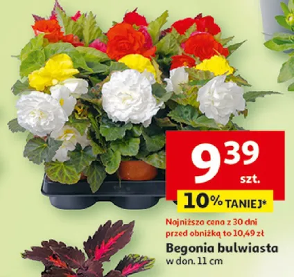 Begonia bulwiasta w donicy promocja w Auchan
