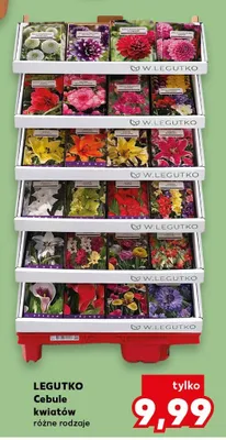 Cebule kwiatów W.Legutko promocja w Kaufland
