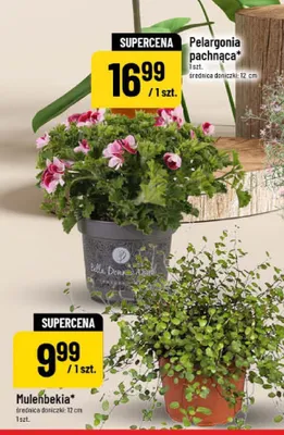 Muelenbekia średnica doniczki 12cm promocja w POLOmarket
