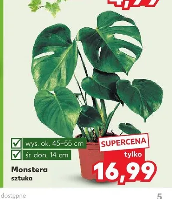 Monstera promocja w Kaufland