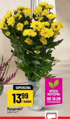 Margaretki promocja w POLOmarket