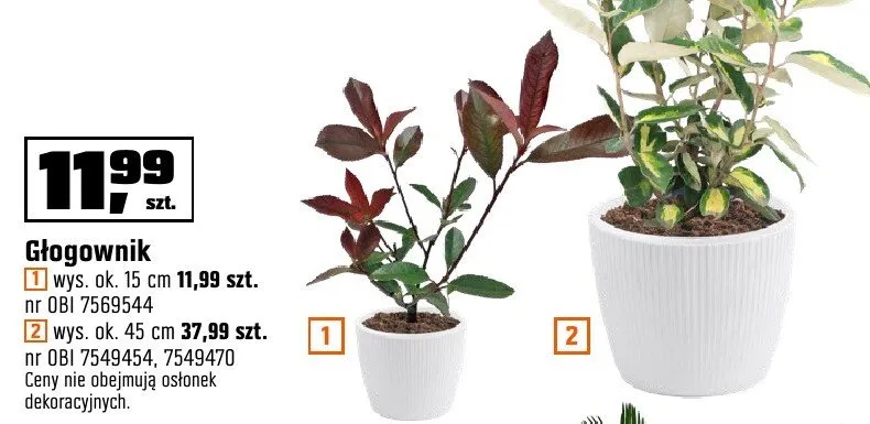 Głogownik wys. ok. 15 cm, wys. ok. 45 cm promocja w OBI