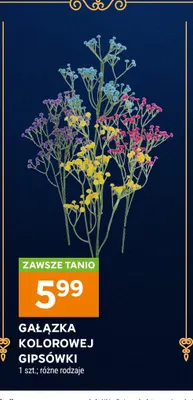 Gałązka kolorowej gipsówki promocja w Stokrotka