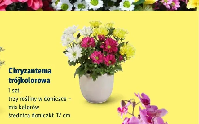 Chryzantema trójkolorowa promocja w Lidl