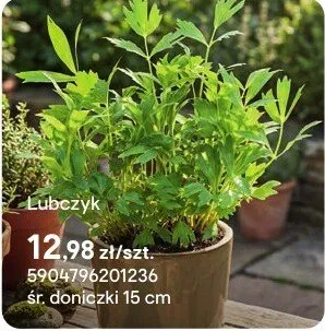 Zioła Lubczyk promocja w Castorama