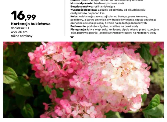 Hortensja bukietowa doniczka 2 l wys. 60 cm promocja w Bricomarche