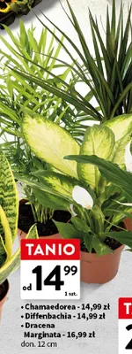 Diffenbachia roślina doniczkowa don. 12cm promocja w Intermarche