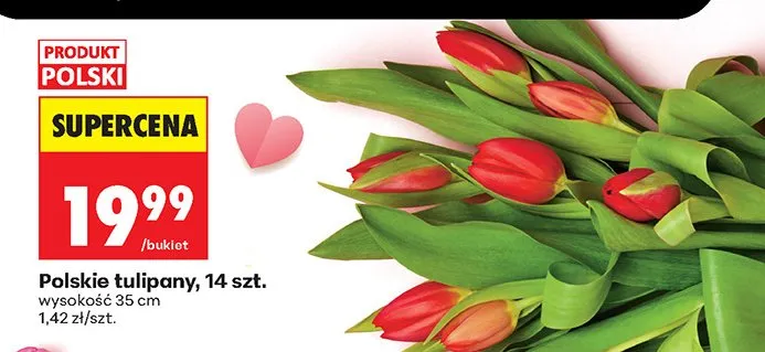 Tulipany polskie promocja w Biedronka