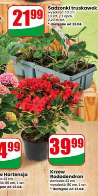 Sadzonki truskawek promocja w Dino