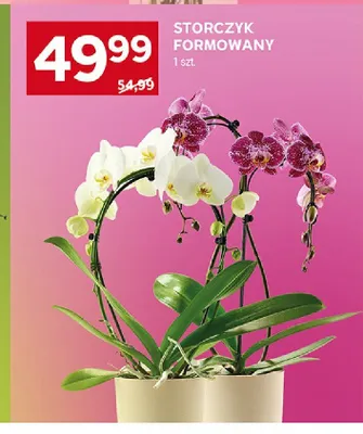 Storczyk formowany promocja w Stokrotka