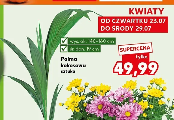 Palma kokosowa promocja w Kaufland